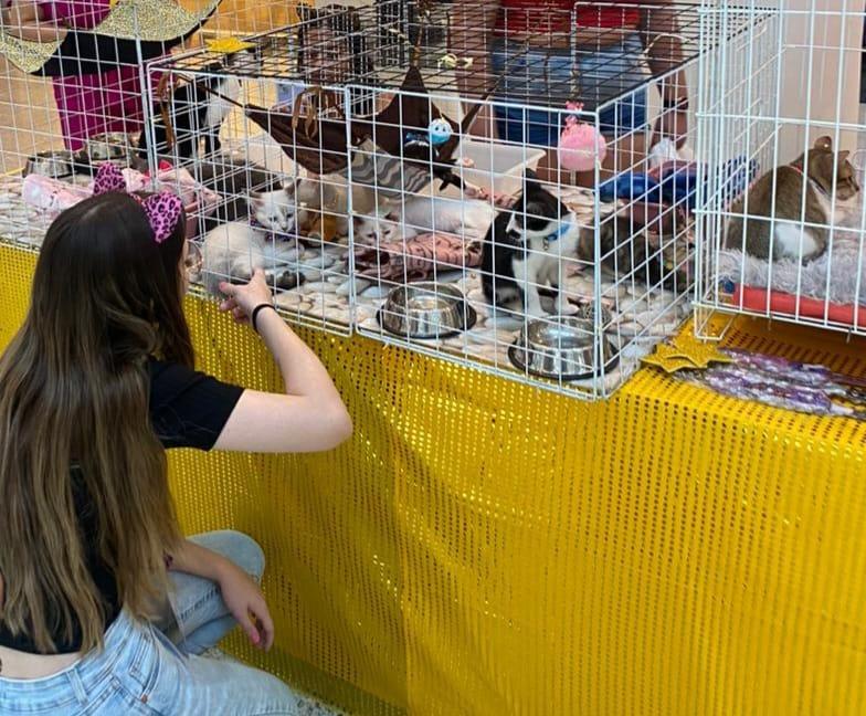 Nova Iguaçu promove feira de adoção de mais de 40 cães e gatos nesta terça-feira (27)